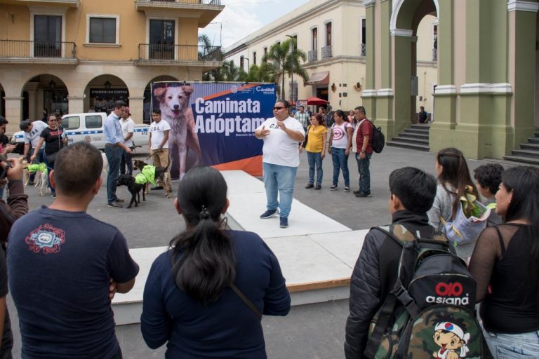 PERROS RESCATADOS EN ALBERGUE «MASCOTITAS» PODRÁN DARSE EN ADOPCIÓN EN UN MES