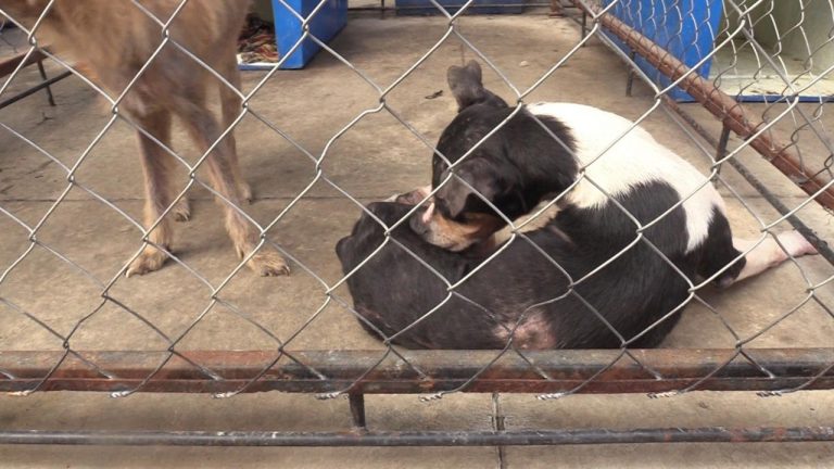 MEJORA SALUD DE PERROS RESCATADOS POR UNIDAD DE ATENCIÓN ANIMAL