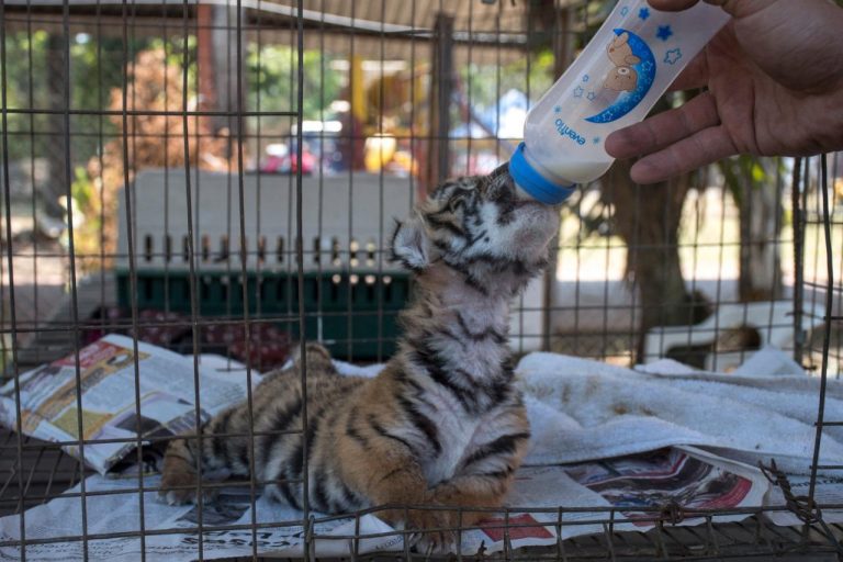 COVID, NOMBRAN A LA CRÍA DE TIGRE DE BENGALA NACIDA EN CÓRDOBA