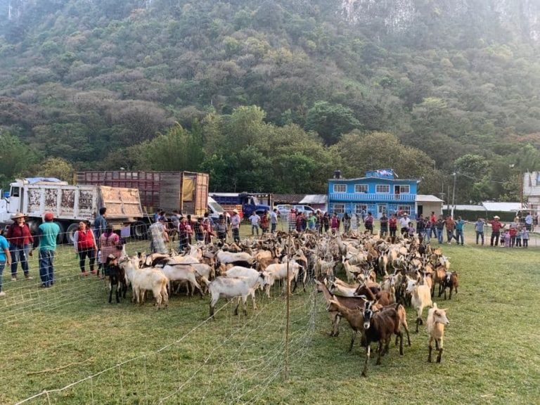 PROYECTO PRODUCTIVO DE CABRAS PARA LA LOCALIDAD DE CARRIZAL