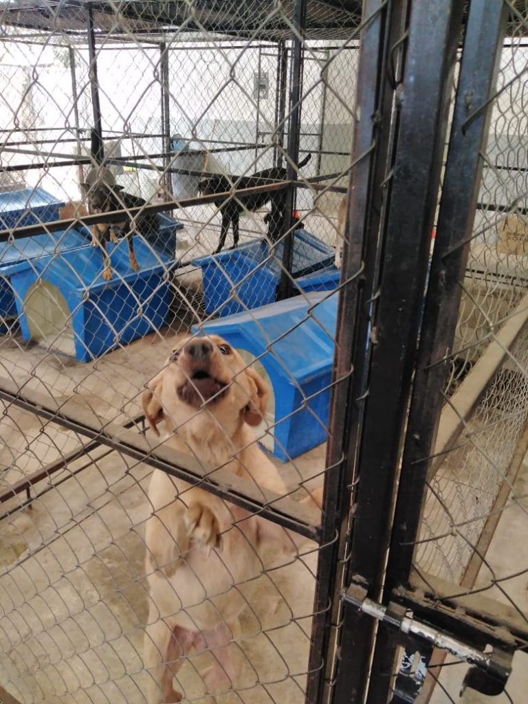 CENTRO DE BIENESTAR ANIMAL DE CÓRDOBA MANTIENE ATENCIÓN A ANIMALES DE COMPAÑÍA AÚN EN EMERGENCIA SANITARIA