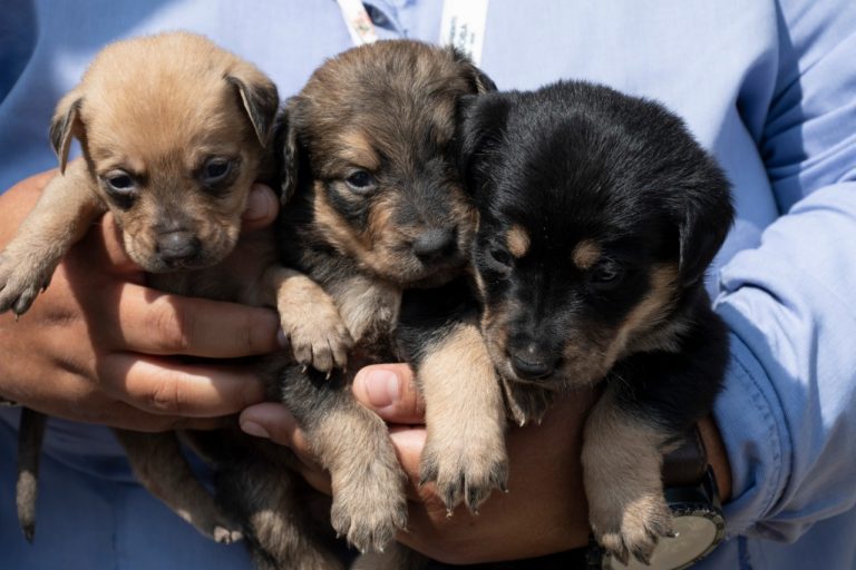 MASCOTAS DE COMPAÑÍA RESCATADOS DE ALBERGUE EN CÓRDOBA ESTÁN FUERA DE PELIGRO