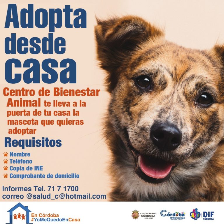CENTRO DE BIENESTAR ANIMAL DE CÓRDOBA LANZA CAMPAÑA «ADOPTA DESDE CASA»