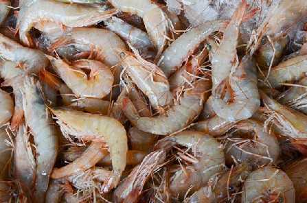 DETECTAN CORONAVIRUS EN CAMARONES