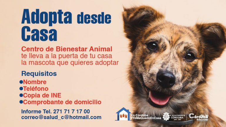 CATORCE ANIMALES DE COMPAÑÍA BUSCAN NUEVO HOGAR CON APOYO DEL CBA CÓRDOBA