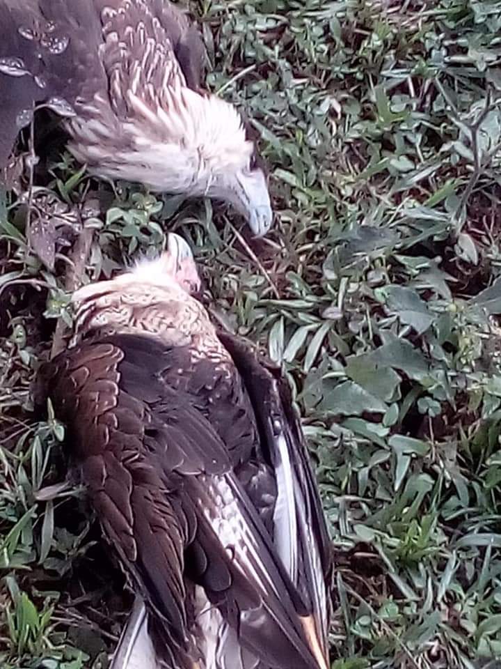 HABITANTES DE LA LOCALIDAD DE LA RAYA, DENUNCIAN ENVENENAMIENTO DE PERROS Y GALLINAS