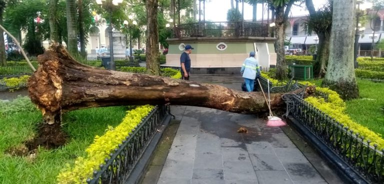 LLUVIAS PROVOCAN CAÍDA DE ÁRBOL EN PARQUE 21 DE MAYO DE CÓRDOBA