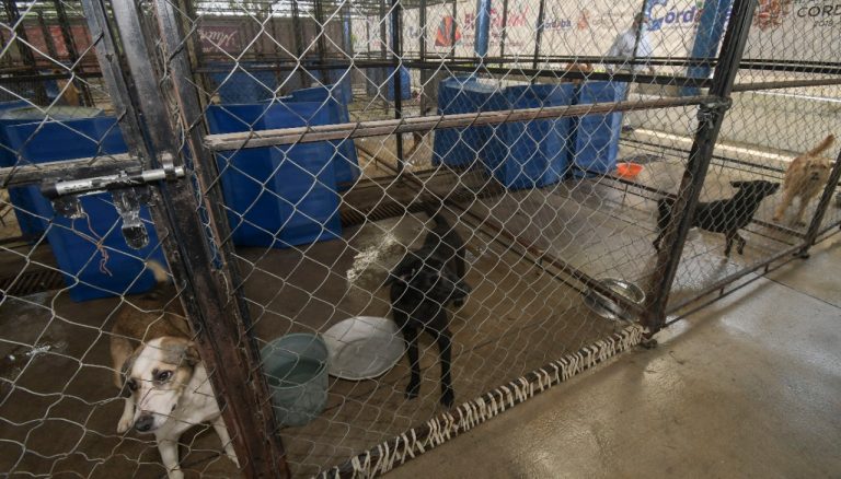 CBA CÓRDOBA HA RESCATADO MÁS DE 180 ANIMALES COMPAÑÍA DURANTE 2020