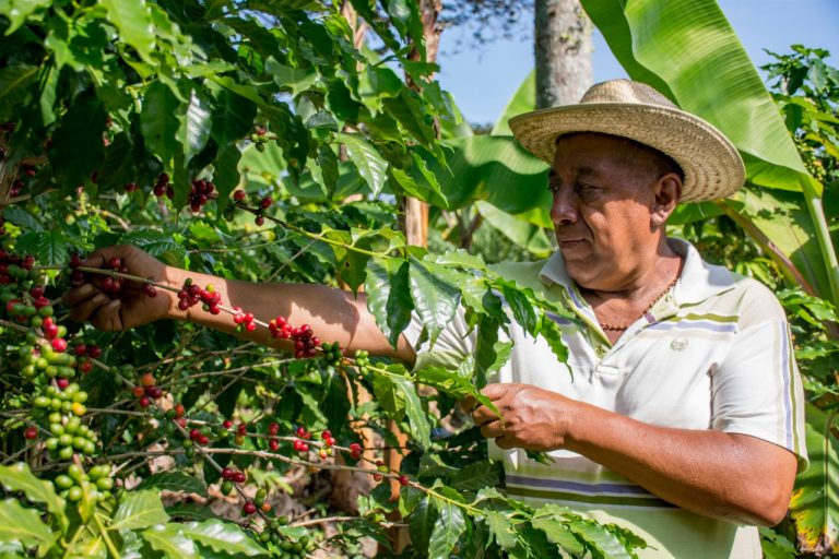 PRODUCCIÓN DE CAFÉ EN CÓRDOBA PODRÍA INCREMENTAR HASTA EN UN 40 % EN CICLO 2020-2021