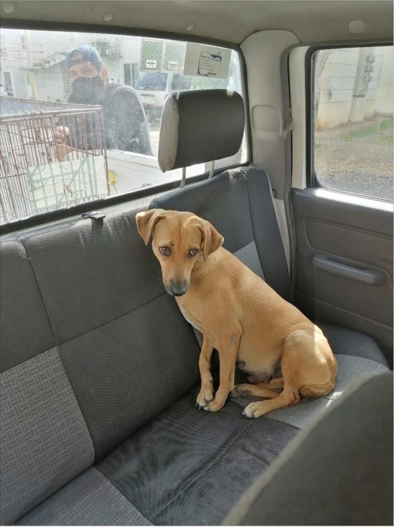 CENTRO DE BIENESTAR ANIMAL CÓRDOBA RESGUARDA CANES CON REPORTE DE AGRESIVIDAD