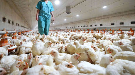 RUSIA REPORTA LOS PRIMEROS CASOS DEL MUNDO DE GRIPE AVIAR H5N8 EN HUMANOS