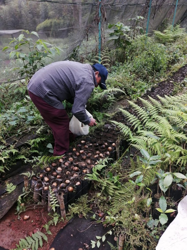 AYUNTAMIENTO DE HUATUSCO, SIEMBRA BELLOTA EN EL VIVERO MUNICIPAL