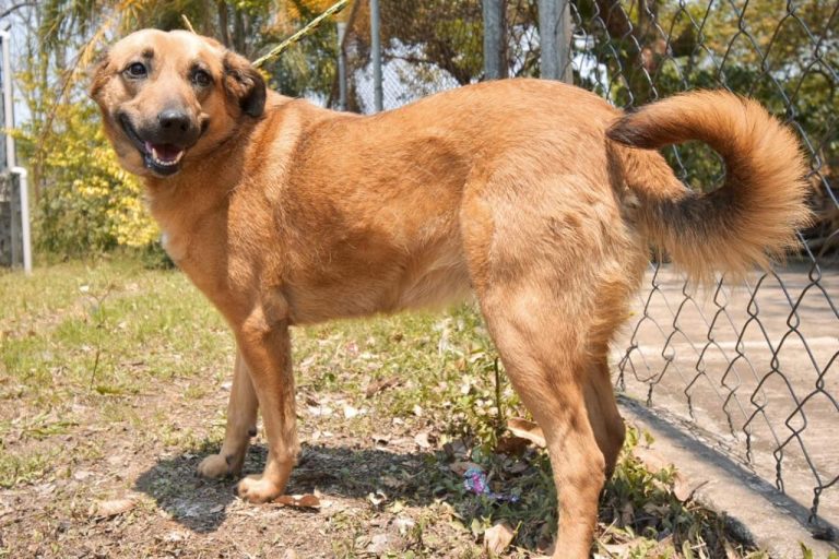 OCHO ANIMALES DE COMPAÑÍA BUSCAN NUEVO HOGAR A TRAVÉS DE CBA CÓRDOBA