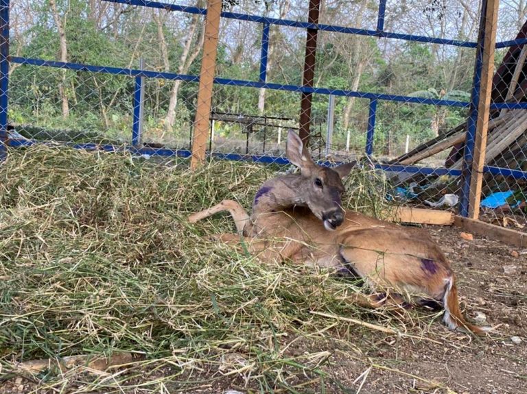 UMPC CÓRDOBA ASEGURA Y RESGUARDA VENADO COLA BLANCA AVISTADO EN ZONA DE PANTEONES