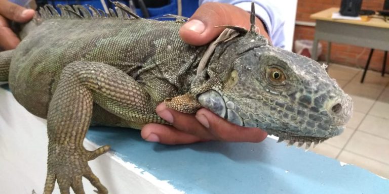 UMPC CÓRDOBA RESCATA Y DEVUELVE A SU HÁBITAT NATURAL EJEMPLAR DE IGUANA