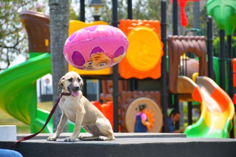 EN CÓRDOBA REALIZARÁN PASARELA DE ADOPCIÓN CANINA POR DÍA DEL NIÑO