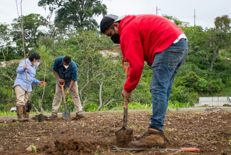 AYUNTAMIENTO DE CÓRDOBA SIEMBRA MÁS DE 350 ÁRBOLES EN CÓRDOBA 2000