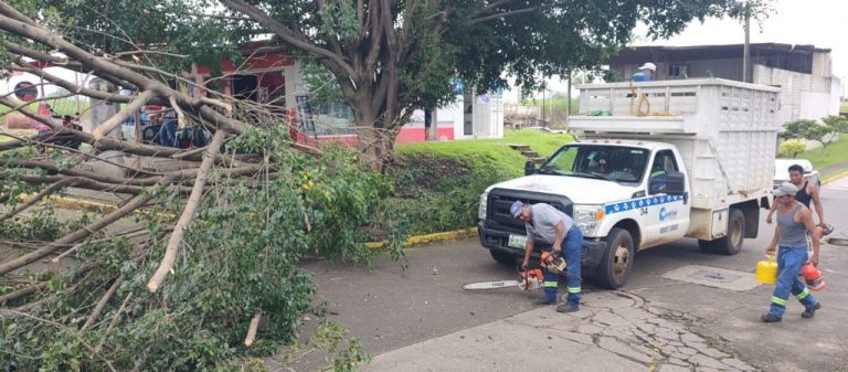 AYUNTAMIENTO DE CÓRDOBA ATIENDE REPORTES DE ÁRBOLES CAÍDOS