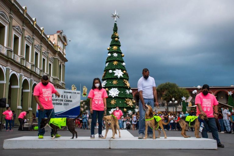 CON CAMINATA DE ADOPCIÓN NAVIDEÑA OCHO ANIMALES DE COMPAÑÍA ENCUENTRAN NUEVOS HOGARES