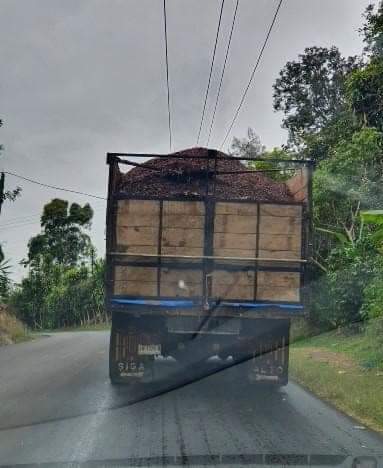 PELIGRO EN LA CARRETERA POR EL DULCE QUE TIRA LA PULPA DE CAFÉ
