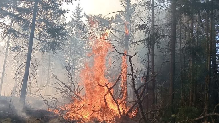 SUMAN 400 HECTÁREAS INCENDIADAS EN PARQUE NACIONAL COFRE DE PEROTE: GOBERNADORA