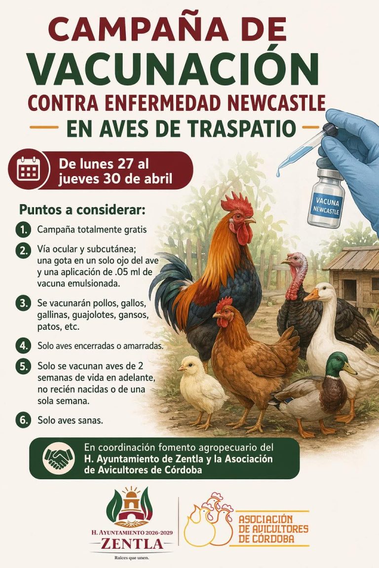 IMPULSAN CAMPAÑA GRATUITA DE VACUNACIÓN CONTRA NEWCASTLE EN AVES DE TRASPATIO EN ZENTLA