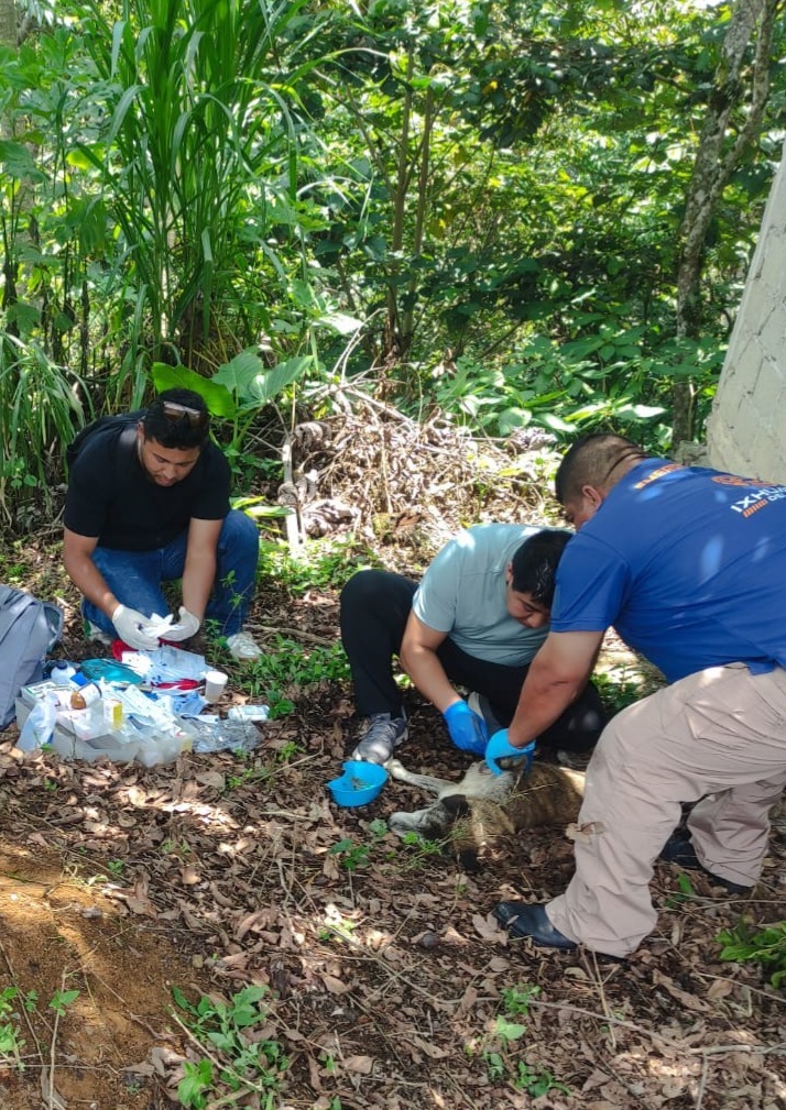 ATIENDE CONTROL ANIMAL A PERROS CON MIASIS EN IXHUATLÁN